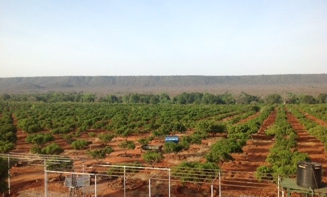mango plantations 1